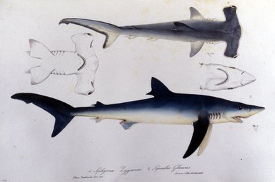 Squali: squalo martello e squalo blu. da Unknown artist