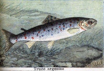 Trota argentata. Incisione del 1898 da Unknown artist