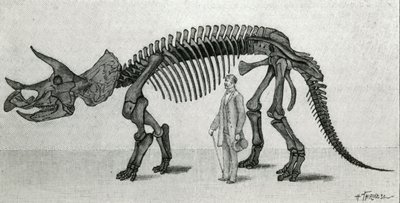 Scheletro di un Triceratops prorsus da Unknown artist