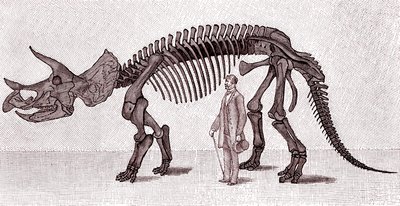 Scheletro di un Triceratops prorsus da Unknown artist