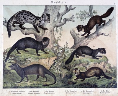 Piccoli caruasiers - in "Histoires naturelles des mammals", ed. Schreiber da Unknown artist