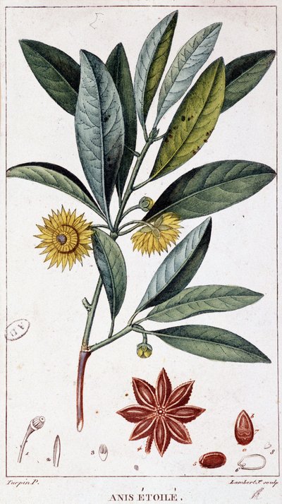 Anice stellato - tavola botanica da Unknown artist