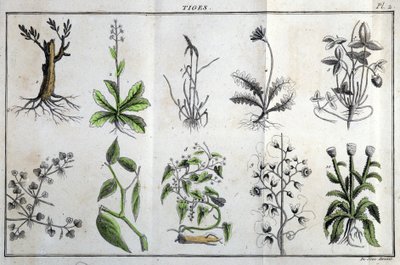 Steli: in Flora Françoise, o una breve descrizione di tutte le piante che crescono naturalmente in Francia, disposte secondo un nuovo metodo di analisi con la citazione delle loro virtù meno equivoche in medicina e la loro utilità nelle arti di J da Unknown artist