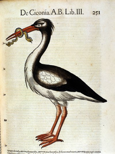 Cicogna da Historia Animalium di Conrad Gesner, Tiguri 1560. Biblioteca nazionale Braidense. Milano da Unknown artist
