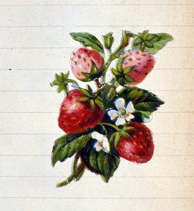 Fragole. Cromolitografia del XIX secolo. da Unknown artist