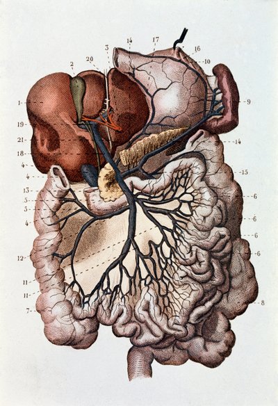 Studio del cervello umano, emisferi cerebrali e cervelletto (incisione) da Unknown artist