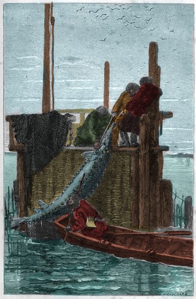 Pesca dello storione nel fiume Volga. (Storione) (Acipenser sturio) da Unknown artist