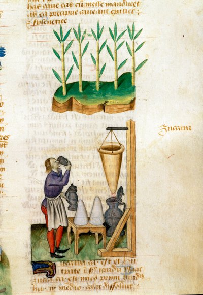 Commerciante di canna da zucchero e cono di zucchero. Descrizione delle piante medicinali e come prepararle. Pagina di manoscritto 