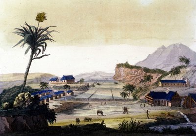 Coltivazione della canna da zucchero in Sud America da Unknown artist