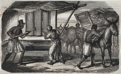 Produzione di zucchero: un mulino per la canna da zucchero in una fabbrica di zucchero nelle Indie Occidentali. Incisione del 1859 da Unknown artist
