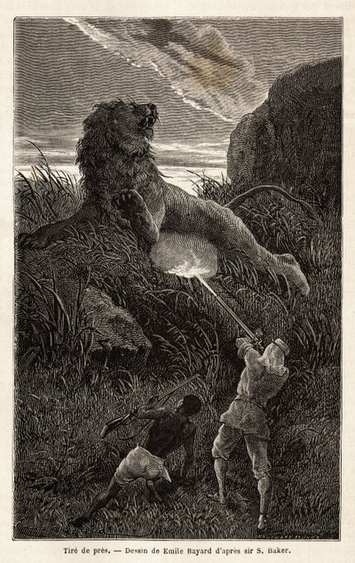 Sorpreso da un leone durante l