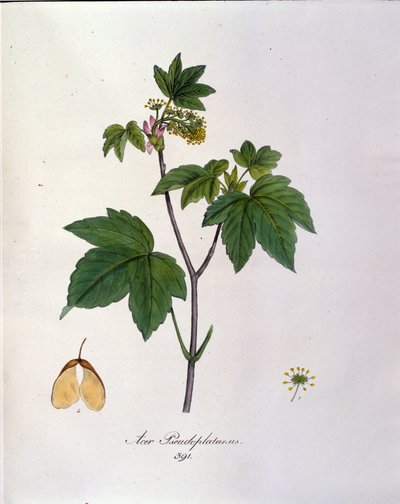 Ramo di acero sicomoro. Tavola botanica da un erbario dell