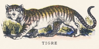 Tigre da Unknown artist