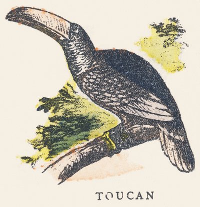T: tucano da Unknown artist