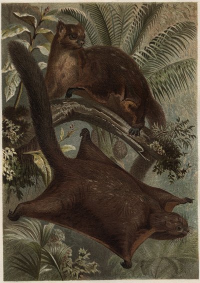 Taguan (Scoiattolo volante) (famiglia Sciuridae) - Scoiattolo (scoiattolo volante) - incisione da "La vita degli animali" di Alfred Edmund Brehm (1829-1884) da Unknown artist
