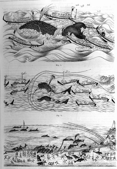 Tecniche di pesca di questa specie in Giappone. Esempio di disegni inviati dal Governo del Giappone. Incisione in "La Nature: revue des sciences et de leurs applications aux arts et a l
