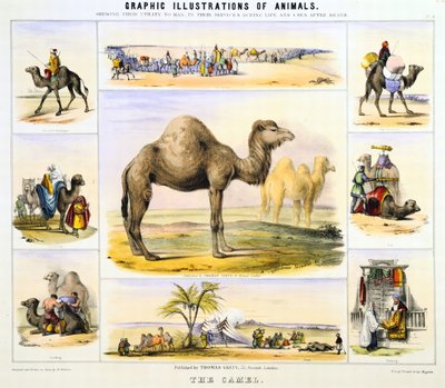 Il cammello: usato per trasporto: latte: carne: tessuto. Litografia a mano colorata di Waterhouse Hawkins, creatore degli animali preistorici per l
