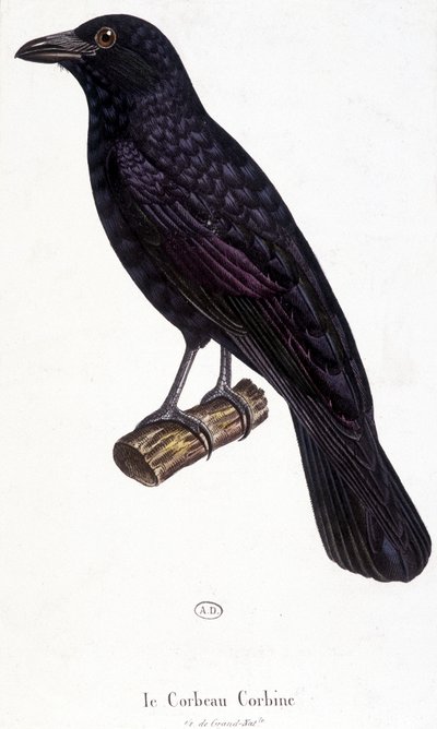 Il corvo Corbine - tavola di storia naturale da Unknown artist
