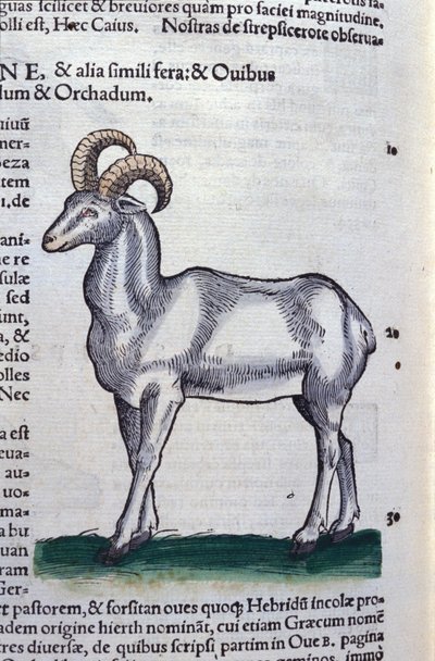 Lo stambecco in Historia Animalium di Conrad Gesner (1516 - 1565), Tiguri da Unknown artist