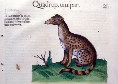 Lo sciacallo - in Historia Animalium di Conrad Gesner (1516 - 1565), Tiguri da Unknown artist
