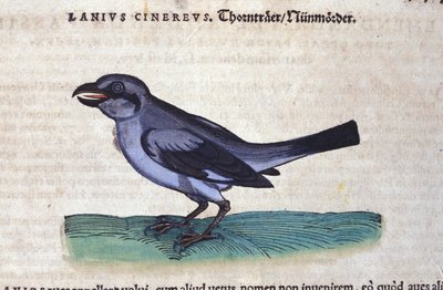 Il Laniario in Historia Animalium di Conrad Gesner (1516-1565), Tiguri da Unknown artist