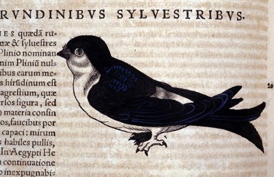 Il Rondone in Historia Animalium di Conrad Gesner (1516 - 1565), Tiguri da Unknown artist