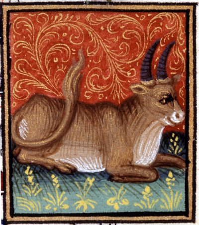 Il Toro. Miniatura di un oroscopo. Manoscritto del XV secolo. Bibl. Trivulziana, Milano da Unknown artist