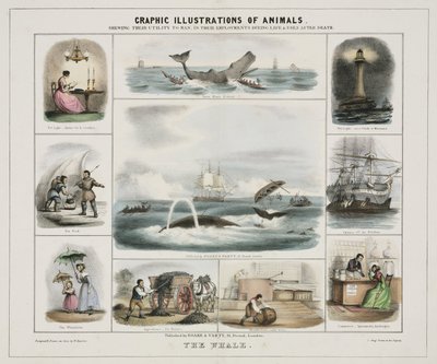 La balena, 1845 circa da Unknown artist