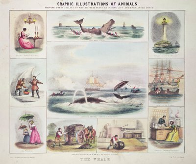 La balena, da Illustrazioni grafiche di animali, disegnate e incise da W. Hawkins, pubblicate da Thomas Varty (incisione) da Unknown artist