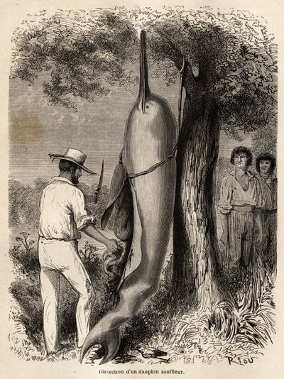 La dissezione dell