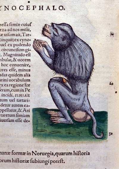 Il babbuino dopo Historiae animalium di Konrad Gesner, Tiguri da Unknown artist