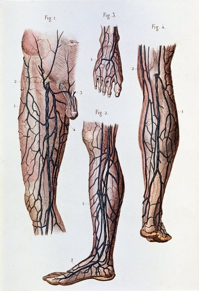 Il sistema circolatorio nelle gambe e nei piedi (incisione) da Unknown artist