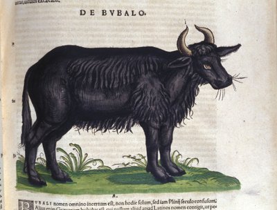 Il bufalo dopo Historiae animalium di Konrad Gesner, Tiguri da Unknown artist