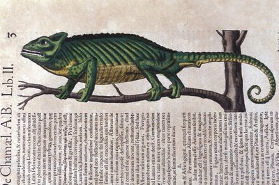 Il camaleonte dopo Historiae animalium di Konrad Gesner, Tiguri da Unknown artist