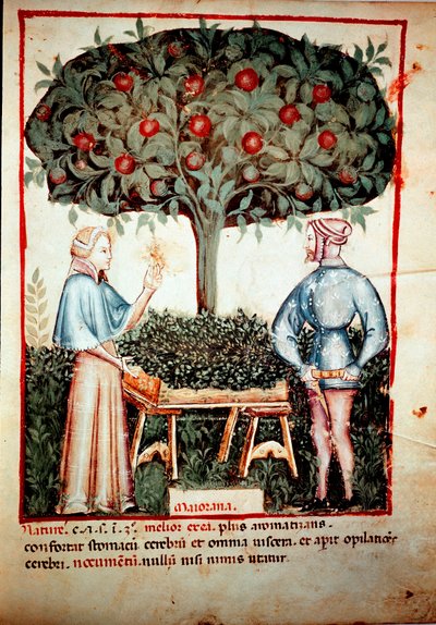 La raccolta della maggiorana. Miniatura dal trattato di medicina e dietetica 