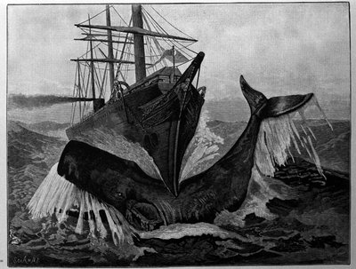 La collisione tra una barca e una balena addormentata da Unknown artist