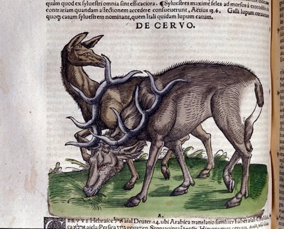 Il cervo dopo Historiae animalium di Konrad Gesner, Tiguri da Unknown artist