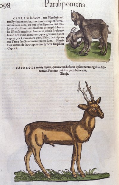 Il cervo in Historia Animalium di Conrad Gesner (1516 - 1565), Tiguri da Unknown artist
