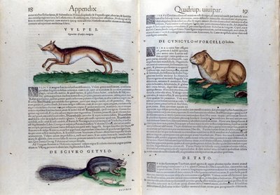 La doppia pagina dei roditori in Historia Animalium di Conrad Gesner (1516 - 1565), Tiguri da Unknown artist
