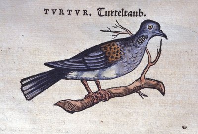 La colomba - da Historiae animalium di Konrad Gesner, Tiguri da Unknown artist