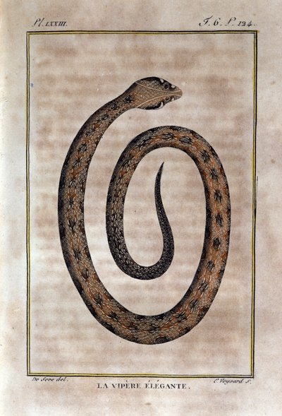 La vipera elegante. Tavola tratta da una storia naturale delle "Opere di Buffon" del naturalista Georges Louis Leclerc, Conte di Buffon (1707 - 1788). XIX secolo da Unknown artist