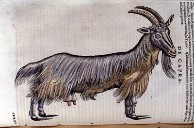 La capra dopo Historiae animalium di Konrad Gesner, Tiguri da Unknown artist