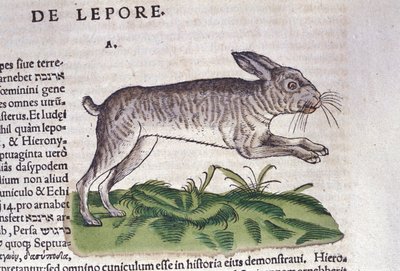 La lepre da Historia Animalium di Conrad Gesner, Tiguri 1560. Biblioteca nazionale Braidense. Milano da Unknown artist