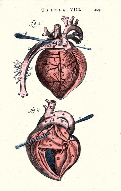 Il cuore. Tavola anatomica da Anathomy di Erasmus Bartholin (Erasmus Bartholinus) (1625 - 1698) medico e fisico danese. XVII secolo da Unknown artist