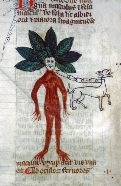 La mandragora (miniatura) da Unknown artist