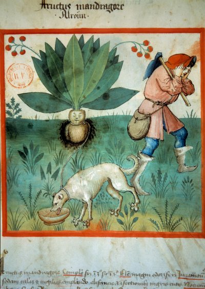 La mandragora da Unknown artist