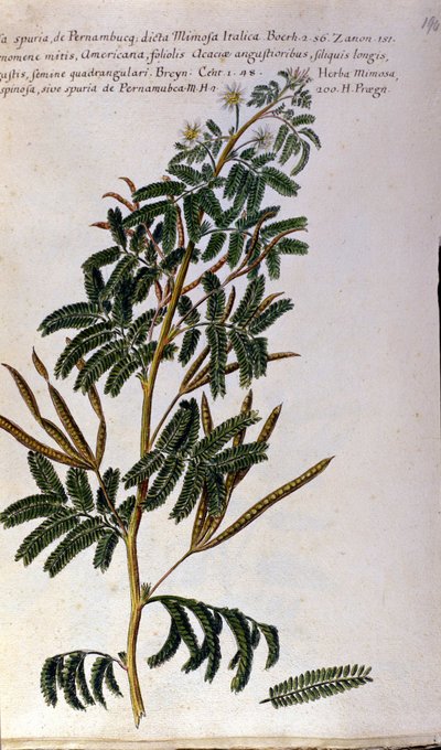 La mimosa, tavola botanica da Unknown artist