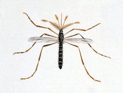 La zanzara. Tavola di storia naturale. XIX secolo. da Unknown artist