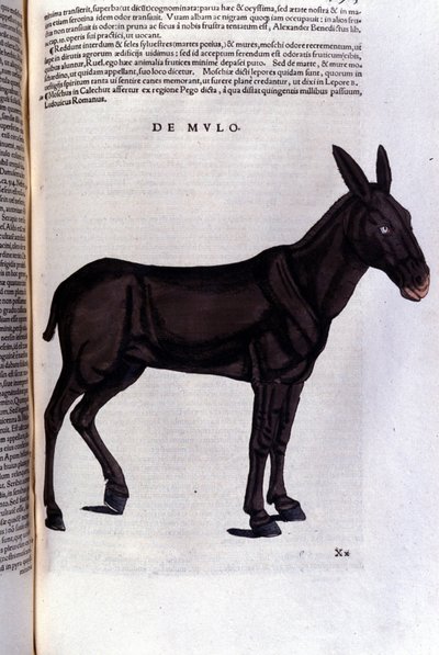 Il cefalo da Historiae animalium di Konrad Gesner, Tiguri da Unknown artist