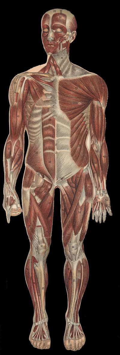 I muscoli della testa, del tronco e delle estremità nella parte anteriore del corpo. In "La nuova medicina naturale" di F.E. Bilz, 1898 da Unknown artist